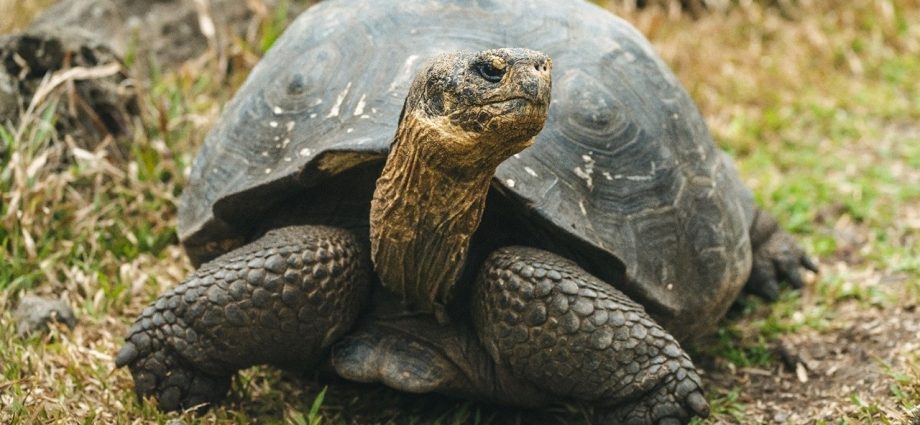 nasa-is-helping-bring-giant-tortoises-back-to-the-galapagos