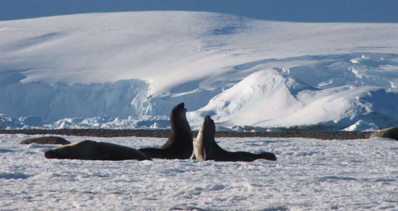 halting-irreversible-changes-to-antarctica-depends-on-choices-made-today