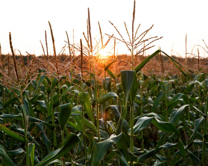 virginia-house-delays-action-on-bill-banning-paraquat