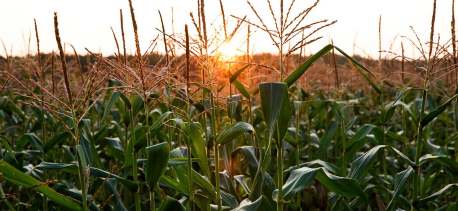 virginia-house-delays-action-on-bill-banning-paraquat