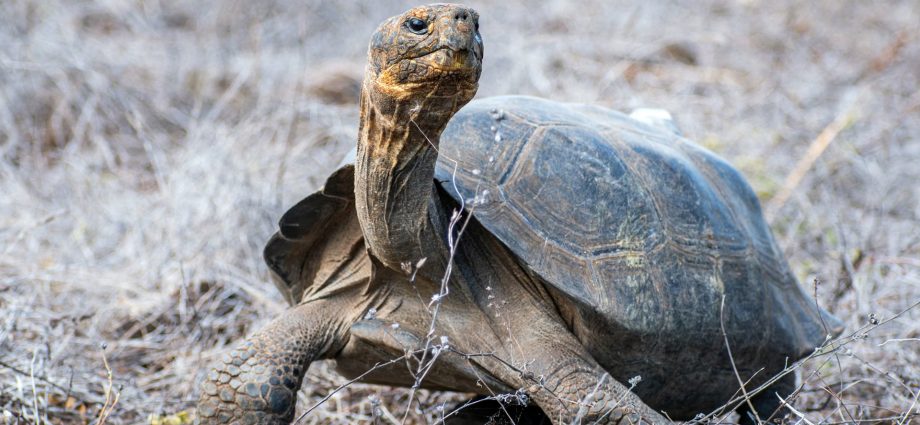 giant-tortoises-return-to-galapagos-island-after-150-years