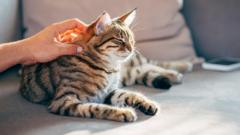 cats-may-hold-clues-for-human-cancer-treatment
