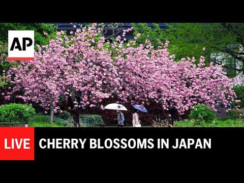 live:-watch-cherry-blossom-trees-in-japan