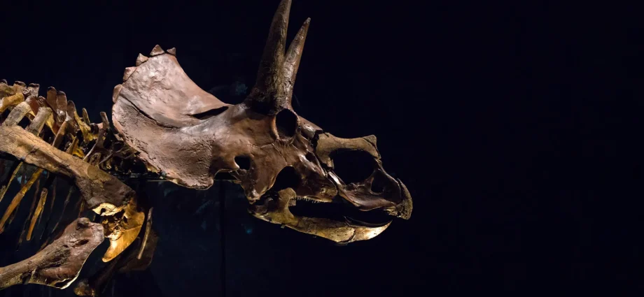 triceratops-had-a-giant-nose-that-may-have-cooled-its-massive-head