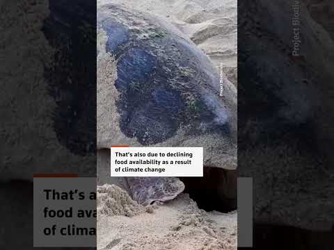sea-turtles-nest-early-as-waters-warm