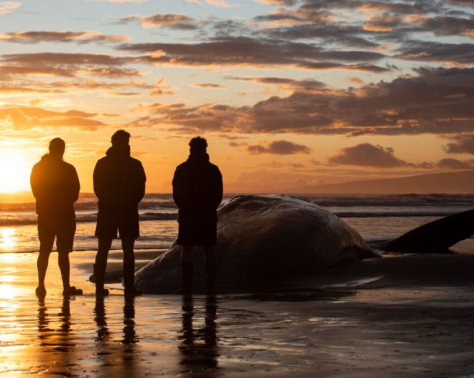 how-a-groundbreaking-indigenous-treaty-on-whales’-rights-could-change-national-laws