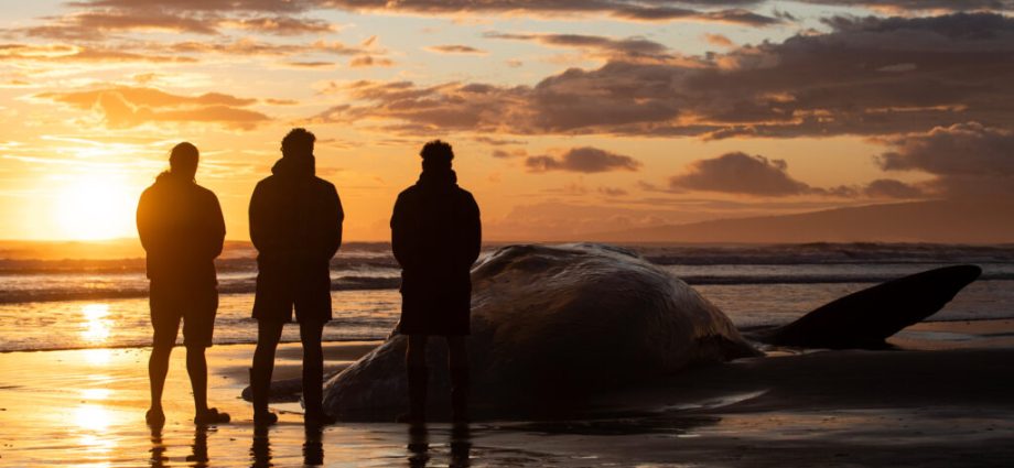 how-a-groundbreaking-indigenous-treaty-on-whales’-rights-could-change-national-laws