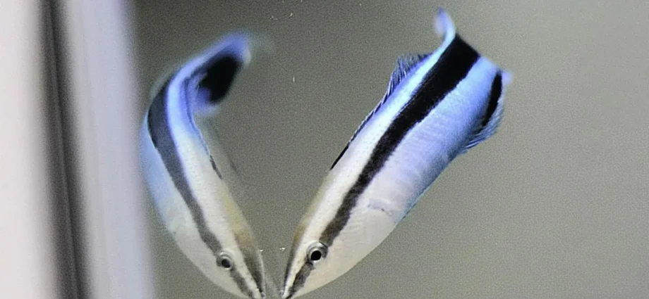 cleaner-wrasse-show-self-awareness-in-stunning-mirror-experiments