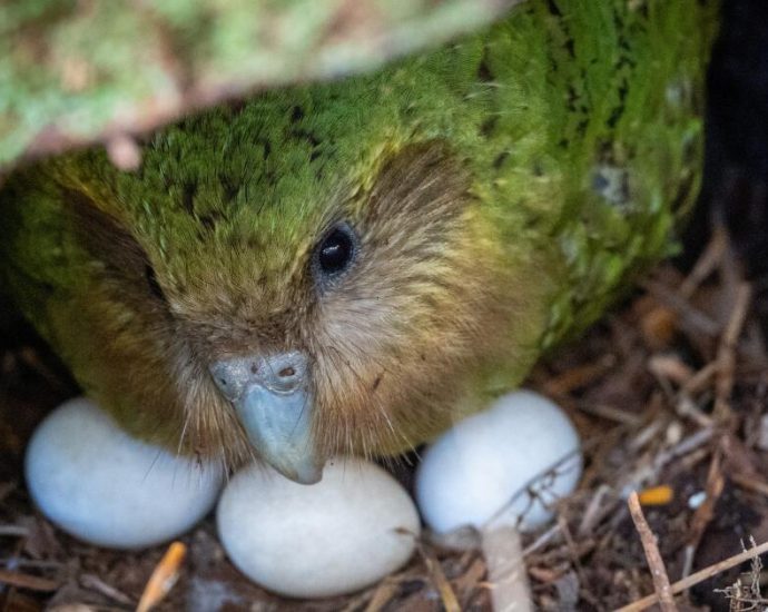 a-bumper-berry-harvest-has-new-zealand’s-weird-flightless-parrot-in-a-rare-mood-for-romance