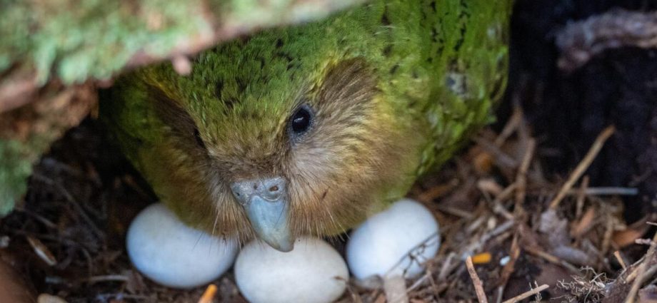 a-bumper-berry-harvest-has-new-zealand’s-weird-flightless-parrot-in-a-rare-mood-for-romance