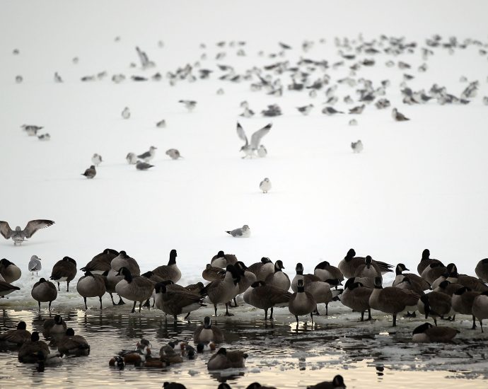 birders-around-the-world-help-track-‘the-heartbeats-of-the-planet’