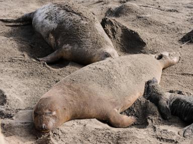 bird-flu-outbreak-hits-california-elephant-seals,-officials-cancel-popular-tours