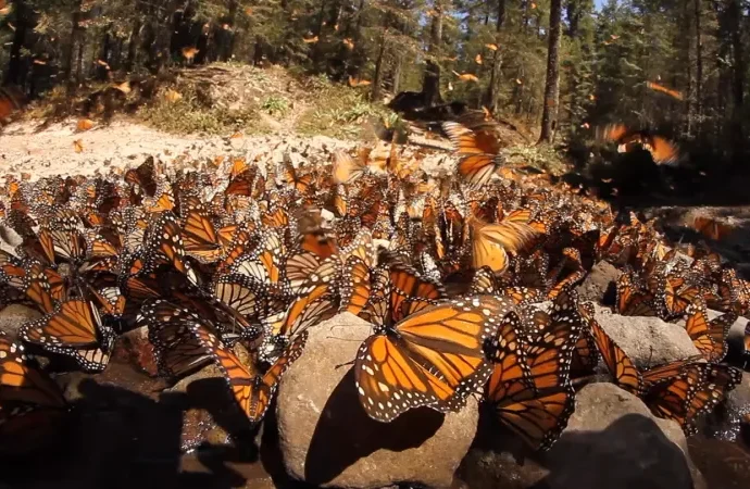 climate-change-could-threaten-monarch-mass-migration
