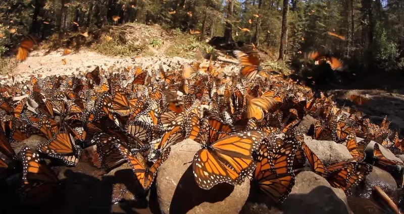 climate-change-could-threaten-monarch-mass-migration