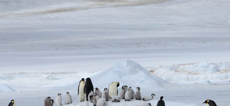 satellites-reveal-new-climate-threat-to-emperor-penguins