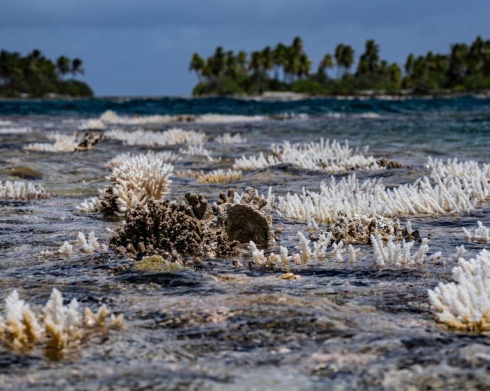 us-government-is-accelerating-coral-reef-collapse,-scientists-warn