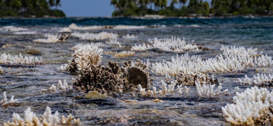 us-government-is-accelerating-coral-reef-collapse,-scientists-warn