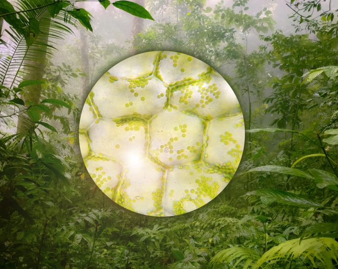 designing-a-more-resilient-future-for-plants,-from-the-cell-up