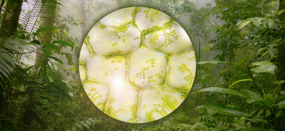designing-a-more-resilient-future-for-plants,-from-the-cell-up
