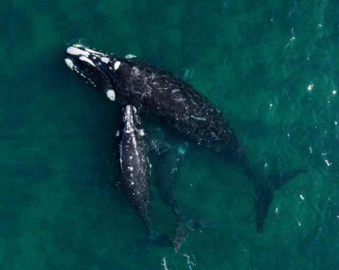 southern-right-whales-are-having-fewer-calves;-scientists-say-a-warming-ocean-is-to-blame