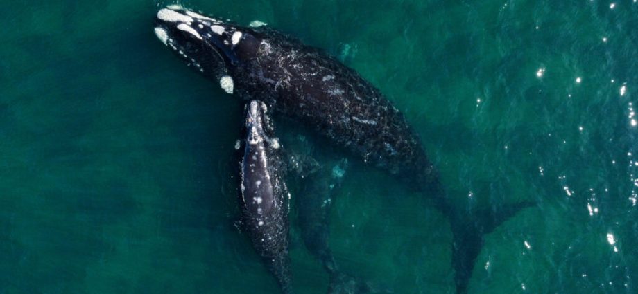 southern-right-whales-are-having-fewer-calves;-scientists-say-a-warming-ocean-is-to-blame