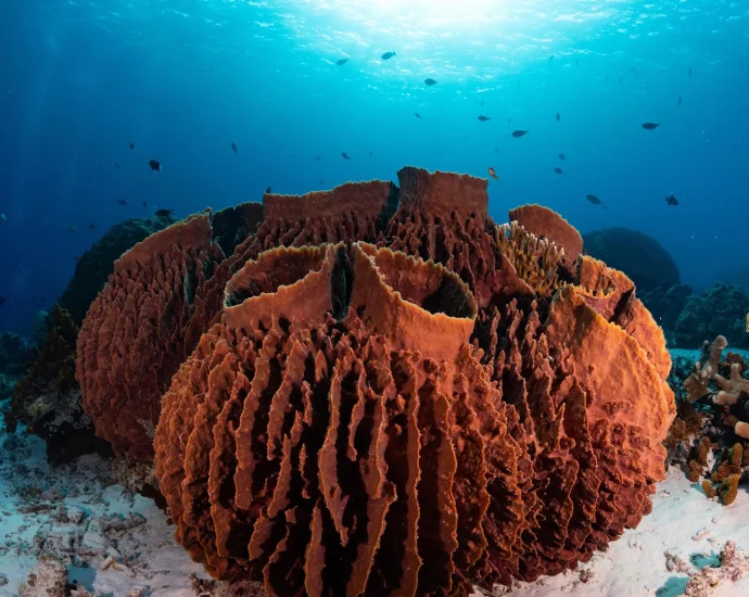 mit-study-finds-earth’s-first-animals-were-likely-ancient-sea-sponges