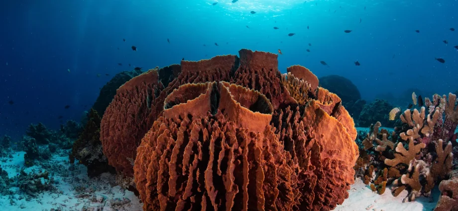 mit-study-finds-earth’s-first-animals-were-likely-ancient-sea-sponges
