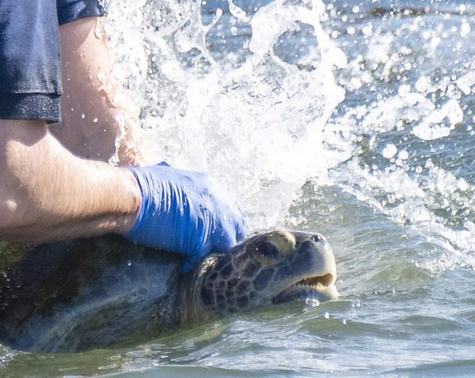 inside-the-mission-to-get-this-amputee-turtle-back-to-the-san-gabriel-river