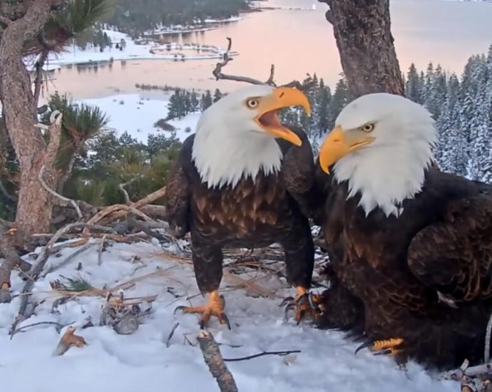 how-two-big-bear-eagles-became-social-media’s-hottest-love-story