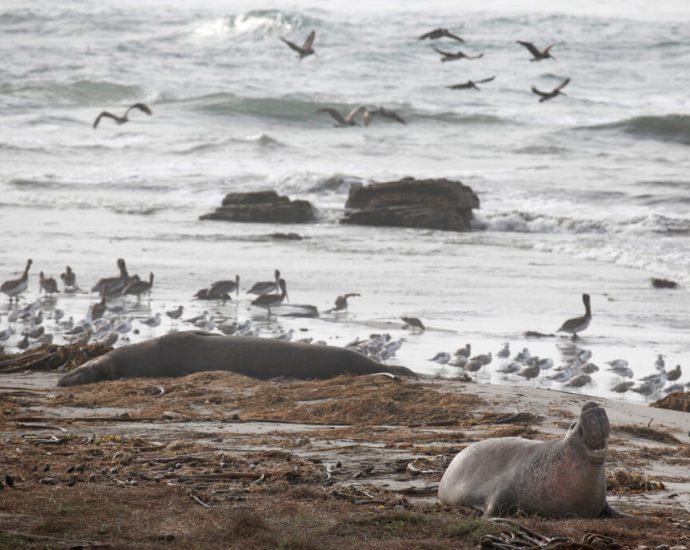 first-confirmed-cases-of-bird-flu-in-california-elephant-seals-stoke-fear-as-virus-surges-worldwide