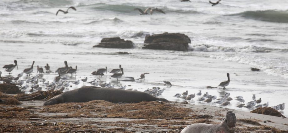 first-confirmed-cases-of-bird-flu-in-california-elephant-seals-stoke-fear-as-virus-surges-worldwide