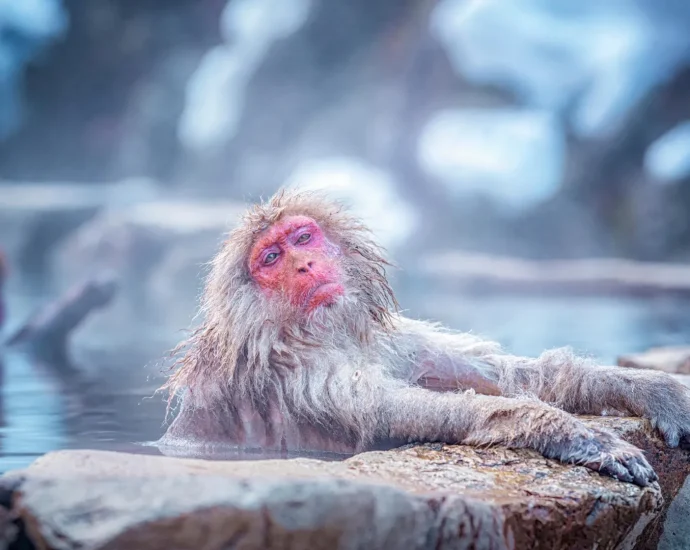 what-snow-monkeys’-steamy-baths-are-really-doing-to-their-bodies