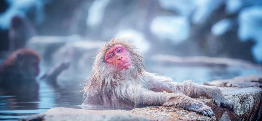 what-snow-monkeys’-steamy-baths-are-really-doing-to-their-bodies