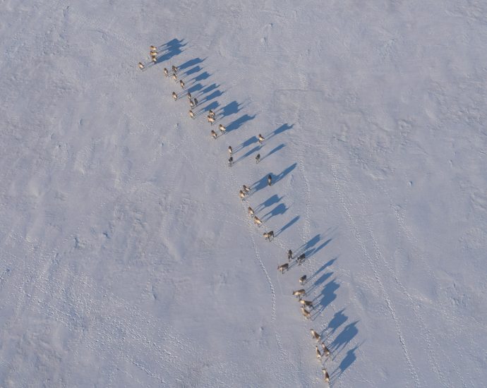 as-a-caribou-herd-crashed,-wildlife-managers-turned-to-killing-predators