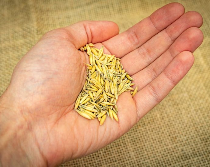 the-effort-to-save-the-midwest’s-native-seeds