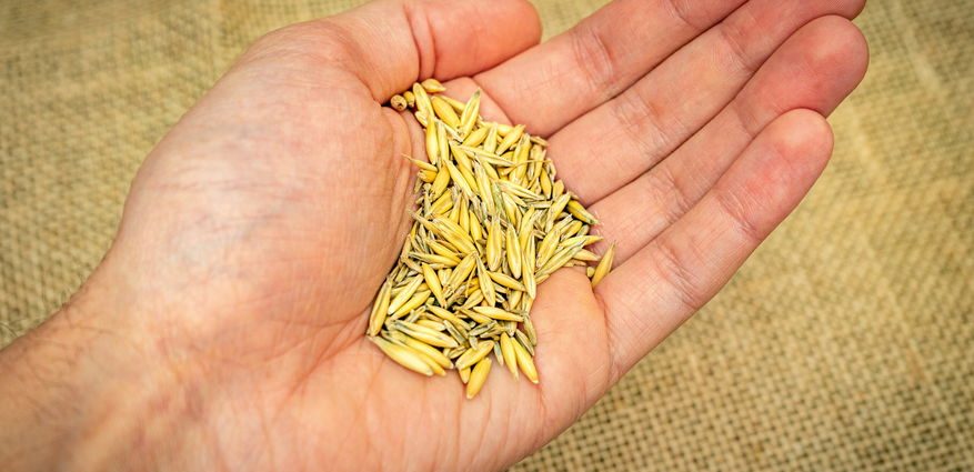 the-effort-to-save-the-midwest’s-native-seeds