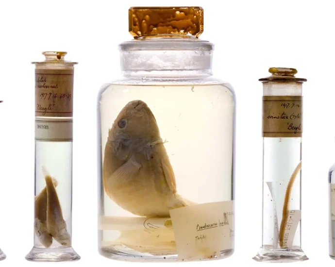 scientists-just-looked-inside-darwin’s-200-year-old-specimen-jars-without-opening-them