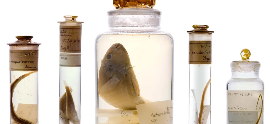 scientists-just-looked-inside-darwin’s-200-year-old-specimen-jars-without-opening-them