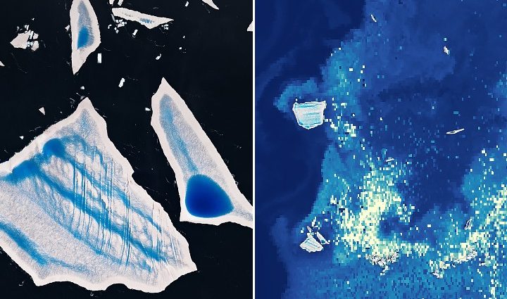 ailing-“megaberg”-sparks-surge-of-microscopic-life