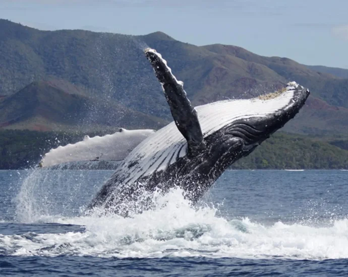 humpback-whale-recovery-is-changing-who-fathers-the-calves