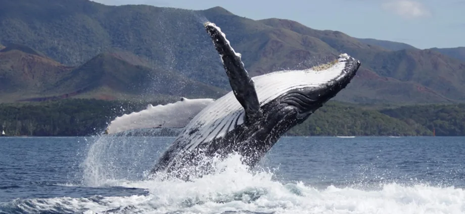 humpback-whale-recovery-is-changing-who-fathers-the-calves