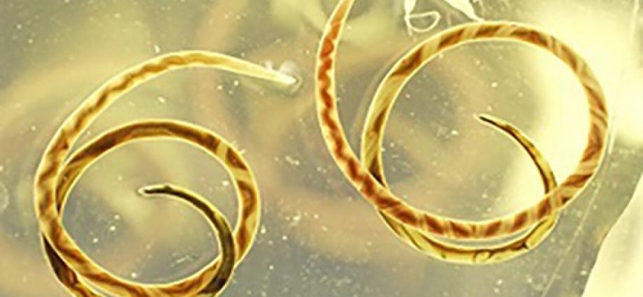 the-neuro-disease-rat-lungworm-has-reached-california