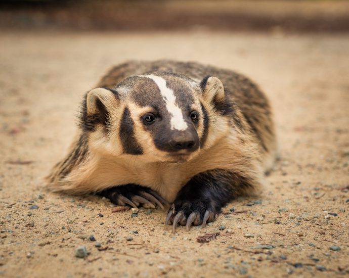 badger-signs:-an-essay-from-terry-tempest-williams’-new-book-‘the-glorians’