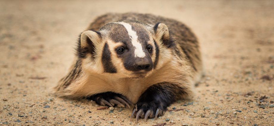 badger-signs:-an-essay-from-terry-tempest-williams’-new-book-‘the-glorians’