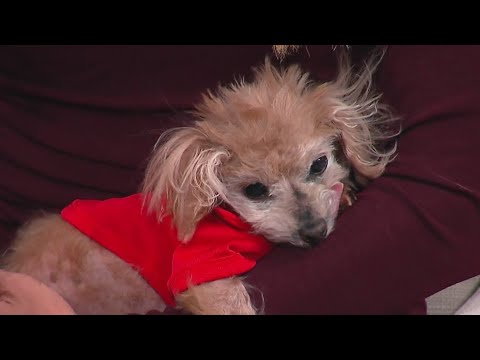 giuliana-rancic-on-a-mission-to-rescue-dogs-|-morning-in-america
