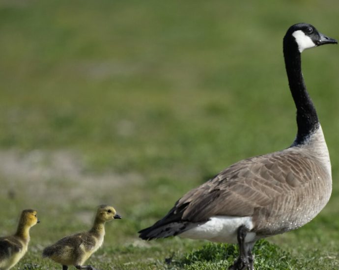 come-along-with-some-geese-as-they-migrate-back-from-their-southern-winter-havens