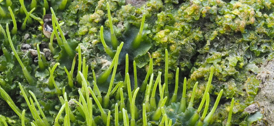 scientists-discover-tiny-plant-trick-that-could-supercharge-crop-yields