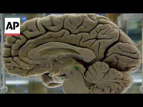 brain-exercises-lower-risk-of-alzheimer’s-disease-and-cognitive-decline,-study-shows