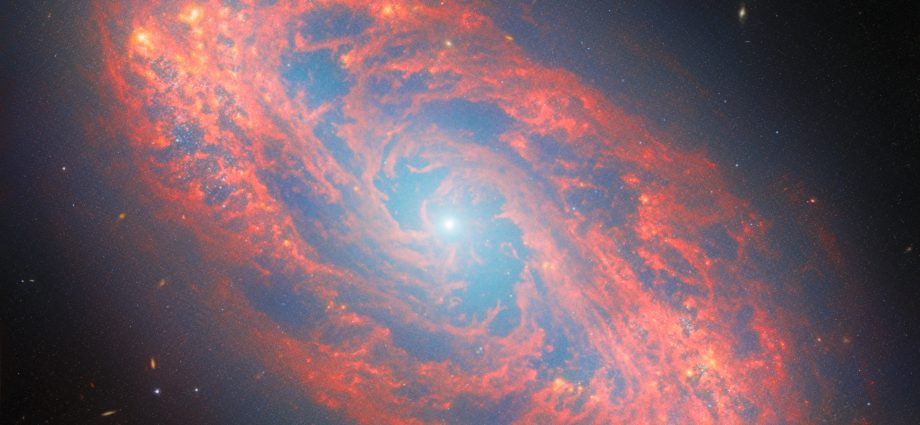 webb-spots-details-in-nearby-spiral-galaxy