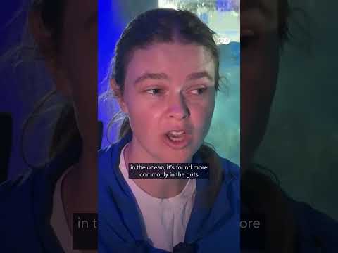 studies-show-penguins-attracted-to-harmful-white-plastics-|-dw-news